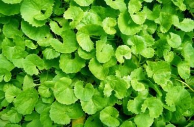 Centella: proprietà e controindicazioni di questa pianta