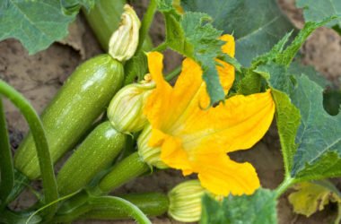 Coltivare zucchine in vaso e a terra: consigli pratici