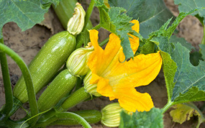 Coltivare zucchine in vaso e a terra: consigli pratici