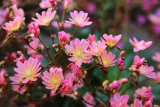 Plantes résistantes au froid Lewisia cotyledon