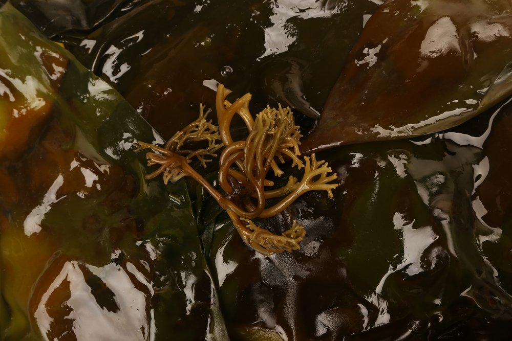 alga kombu
