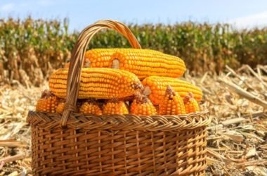 Mais OGM: cos’è veramente? Dobbiamo averne paura?