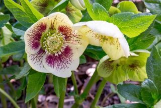 plantes résistantes au froid Helleborus orientalis
