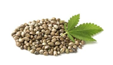 Scopriamo tutto sui semi di canapa