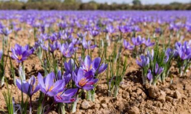 Scoprite come coltivare lo zafferano
