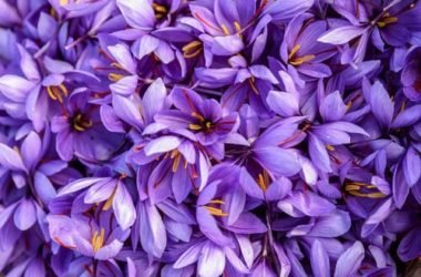Zafferano: proprietà benefiche e utilizzi in cucina