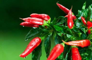 Come coltivare peperoncino in vaso e a terra