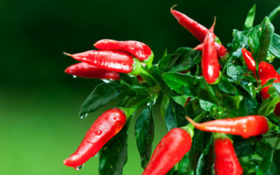 Come coltivare peperoncino in vaso e a terra