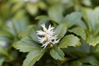 plantes résistantes au froid