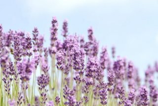 plantes résistantes au froid