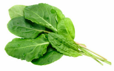 Acetosa: cos’è, proprietà e come utilizzarla in cucina