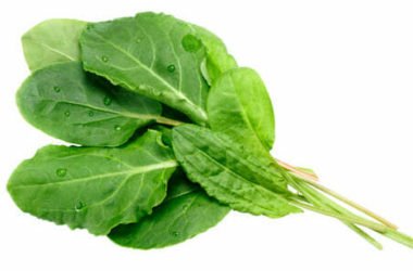 Acetosa: cos’è, proprietà e come utilizzarla in cucina