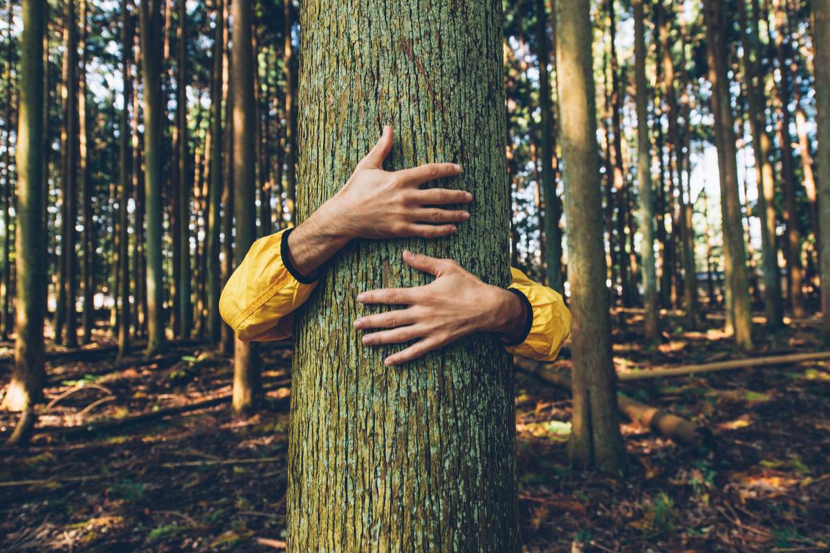 Abbracciare Gli Alberi Benefici Della Silvoterapia Tree Hugging