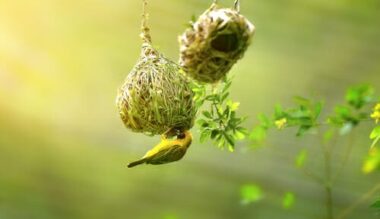 Uccelli tessitori: architetti senza laurea?