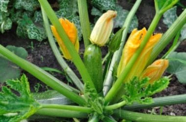 La guida pratica per coltivare zucchine in vaso e a terra: un’impresa alla portata di tutti!