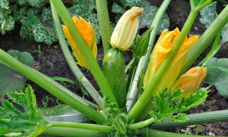 coltivare zucchine: una pianta di zucchine