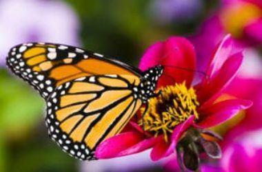 La farfalla monarca: uno spettacolo della Natura da vedere assolutamente