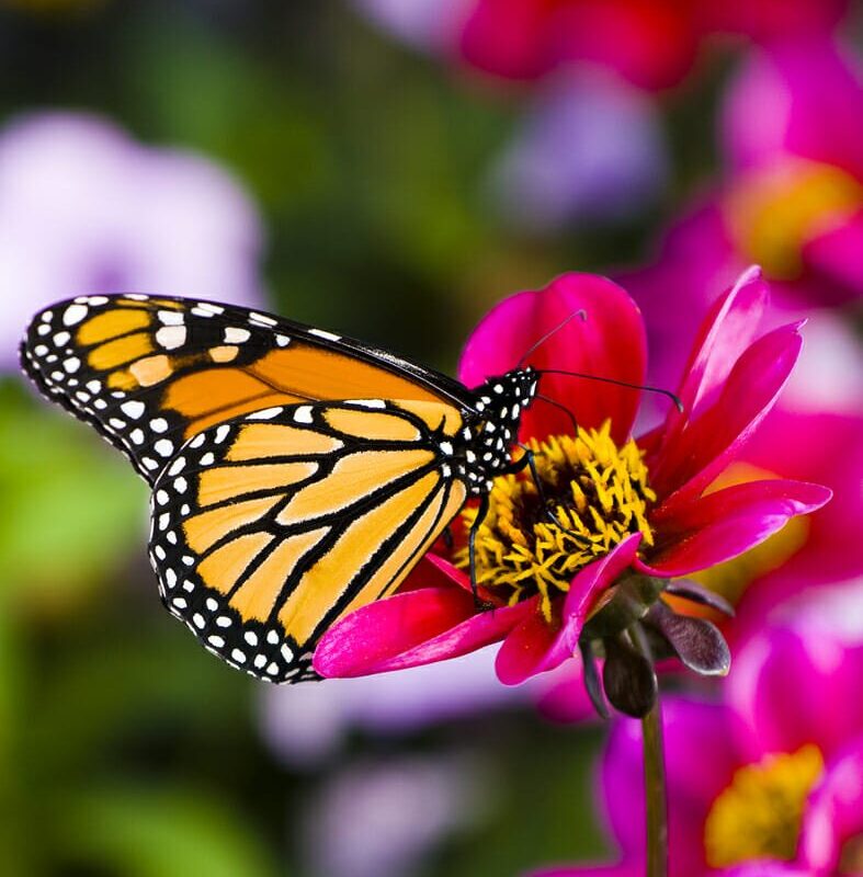 farfalla monarca migrazioni