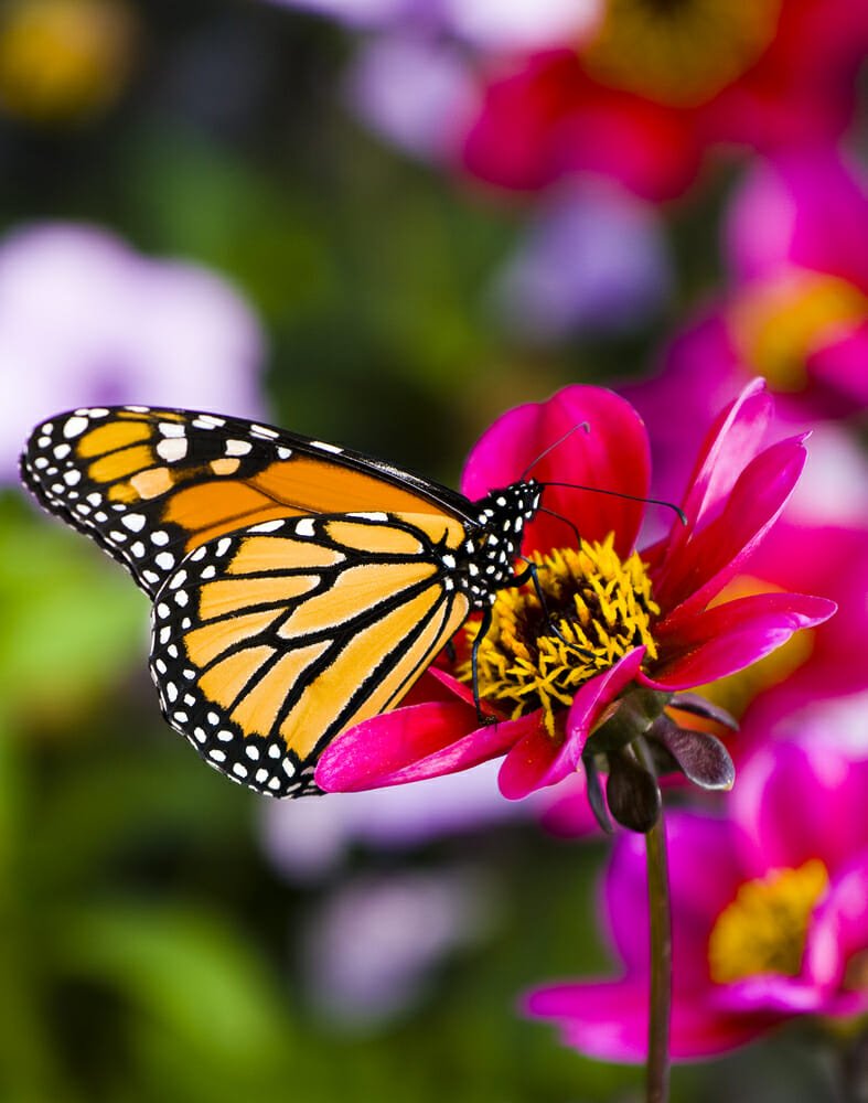 farfalla monarca migrazioni