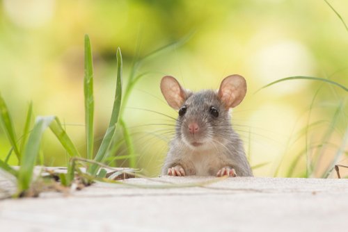 allontanare i topi in modo naturale