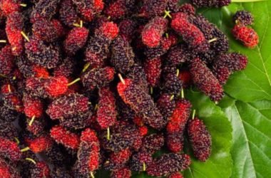 La ricetta della marmellata di more di gelso fatta in casa: bontà e salute
