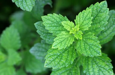 Melissa, la pianta dall’aroma di limone che calma l’ansia e aiuta a dormire