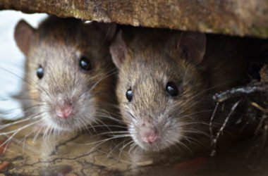 Tutti i trucchi per allontanare i topi in modo naturale e senza ucciderli