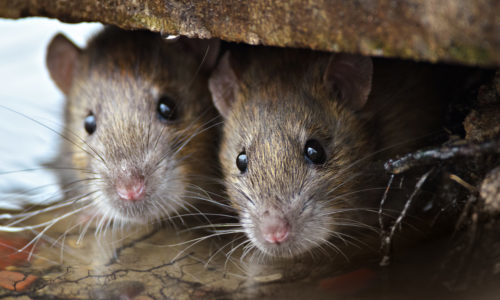 Come catturare un topo in casa? - Roba di Casa