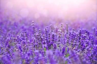 Olio essenziale di lavanda: proprietà e utilizzi