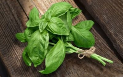 Basilico: i segreti di una pianta aromatica molto diffusa e apprezzata
