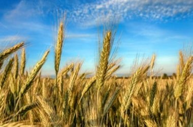 Tutto sulla farina di segale: le caratteristiche nutrizionali e gli utilizzi di una farina poco diffusa in Italia