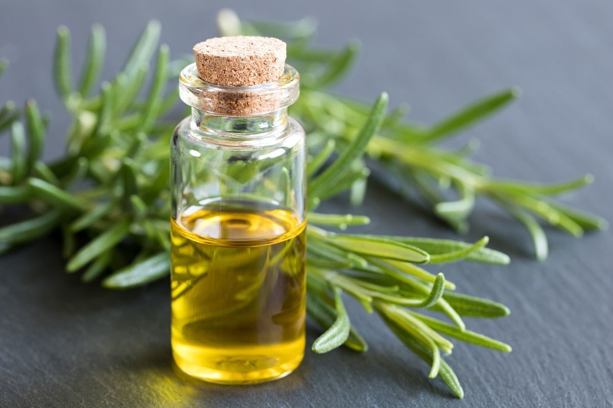 Olio essenziale di rosmarino: proprietà e utilizzi in fitoterapia e  cosmetica