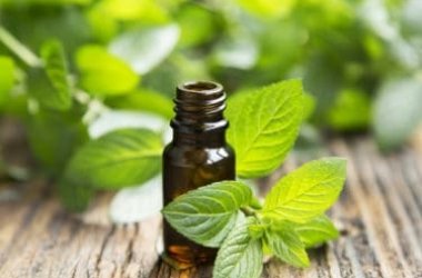 L’olio essenziale di menta, un utile antibatterico e antistress