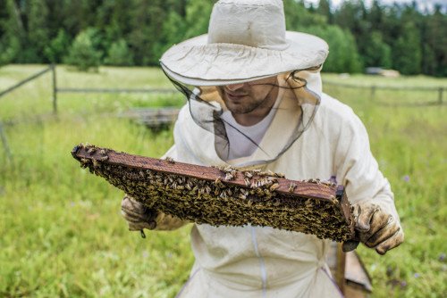 Scopriamo come allontanare le api in modo naturale e senza farle del male