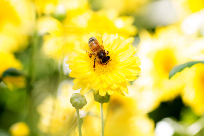 Come allontanare le api in modo naturale