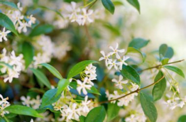 Tutti i consigli per coltivare il gelsomino in giardino e in terrazzo