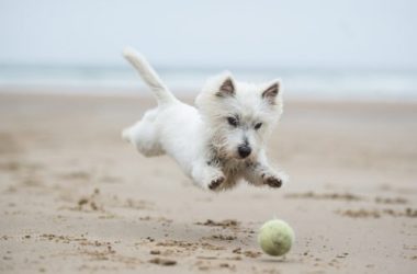 Cani in spiaggia: diritti e doveri degli animali e dei loro padroni