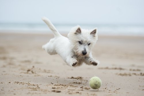 Cani in spiaggia