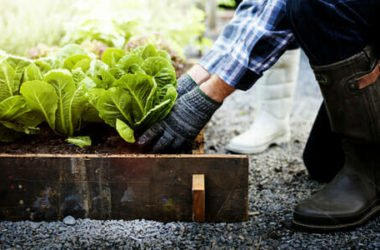 Lavori dell’orto mese per mese: cosa seminare, come potare, cosa raccogliere, anche il frutteto e le erbe aromatiche