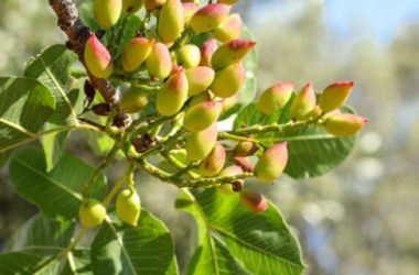 Pistacchio: proprietà, benefici e ricette