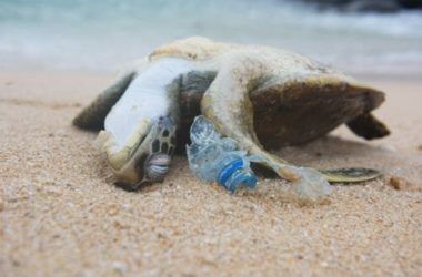 Plastica nei mari: i dati di un fenomeno presto fuori controllo