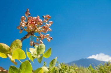 Una specialità alimentare unica: il pistacchio di Bronte, l’oro verde della Sicilia