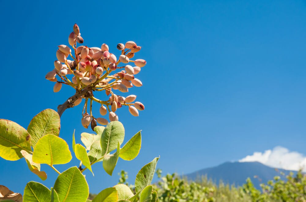 pistacchio di bronte