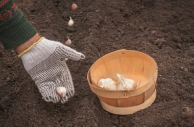 Lavori dell’orto mese per mese: cosa seminare, come potare, cosa raccogliere, anche il frutteto e le erbe aromatiche