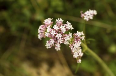 Proprietà, benefici e controindicazioni della valeriana