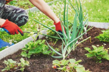 I lavori dell’orto di settembre: cosa seminare, raccogliere e potare