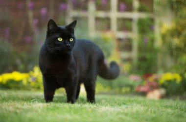 Chat noir : ce qu'il faut savoir sur ce chat élégant et mystérieux