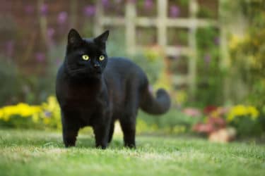 Gatto nero: quello che c’è da sapere su questo gatto elegante e misterioso