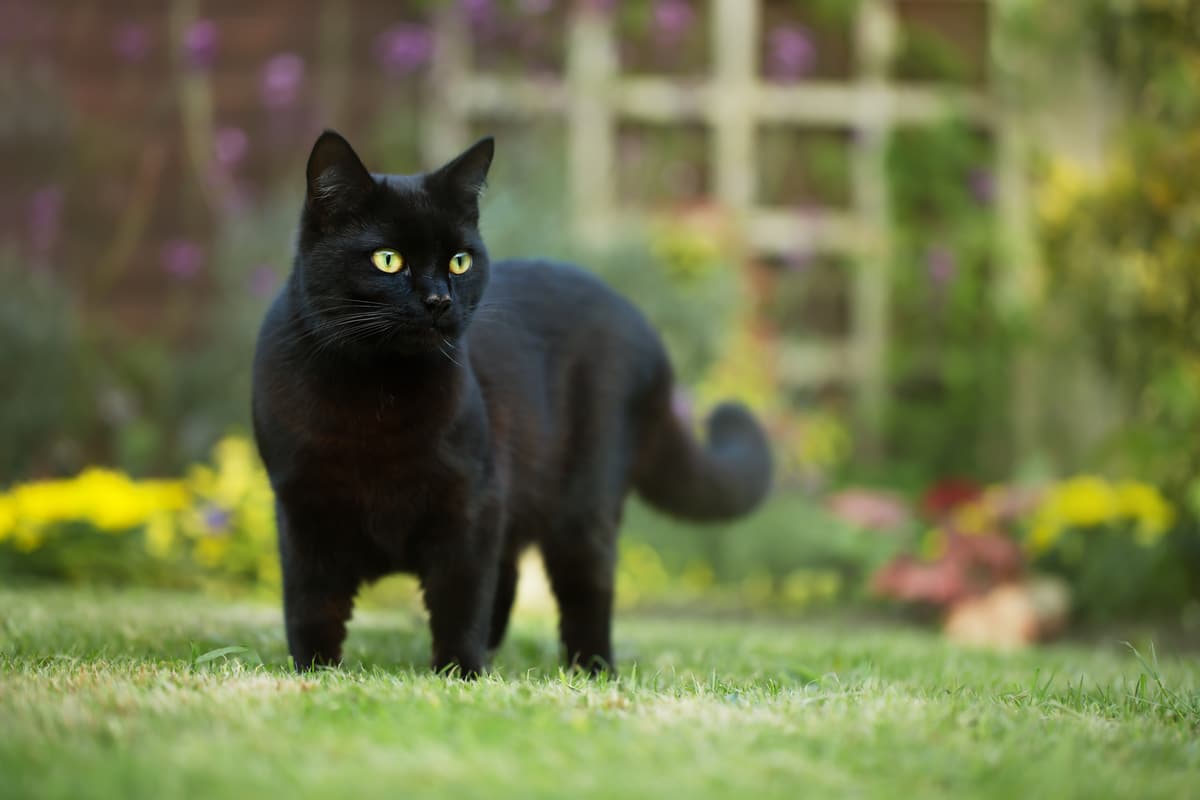 Gatto nero: storia, caratteristiche distintive e cose da sapere