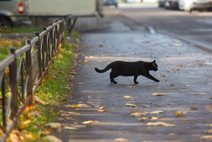superstition chat noir